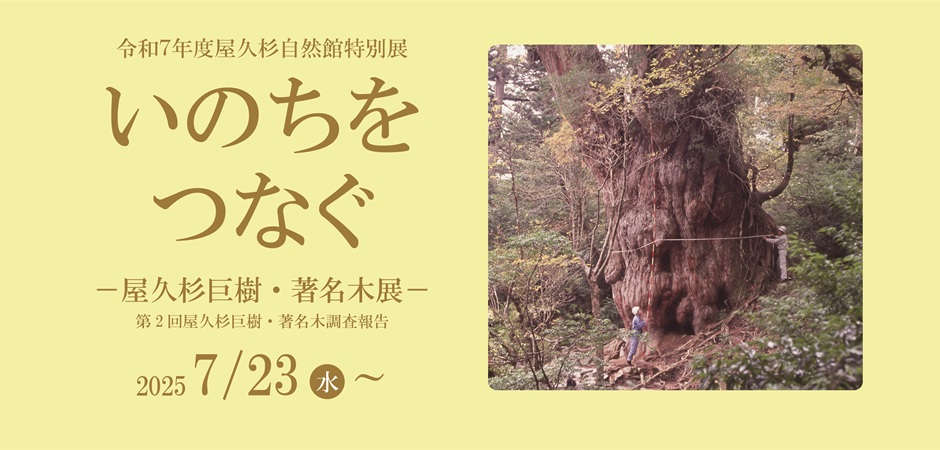 いのちをつなぐ－屋久杉巨樹・著名木展－第２回屋久杉巨樹・著名木調査報告