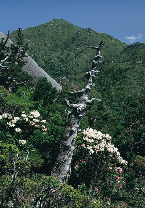 屋久杉が白骨化した特有の高山景観