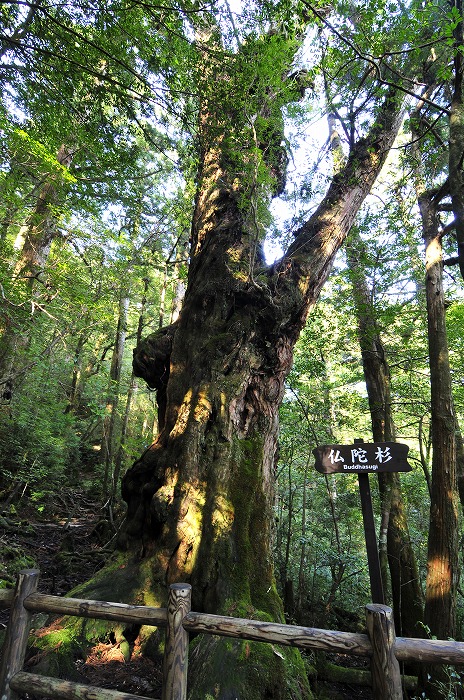 仏陀杉(推定樹齢1800歳)