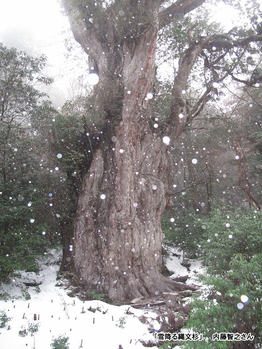「雪降る縄文杉」