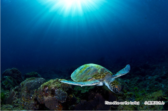 『Sun shine on the turtle』