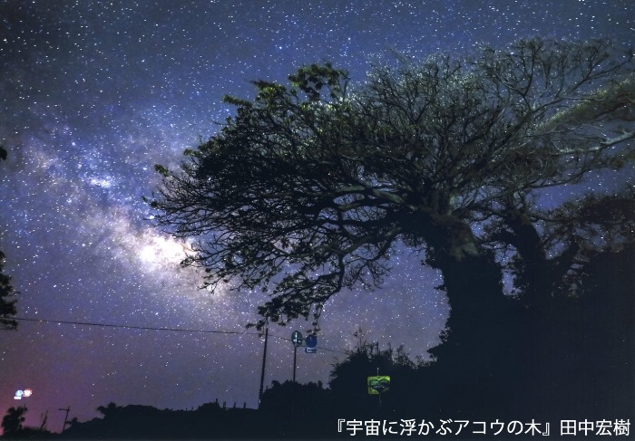 「宇宙に浮かぶアコウの木」